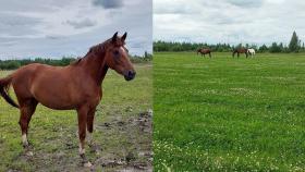 Фермер против системы или как хозяйство оказалось вне закона 